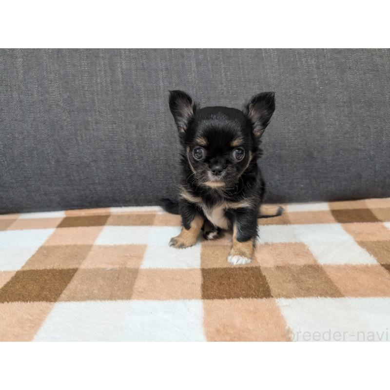 販売中の愛知県のチワワ(ロングコート)-419170の18枚目