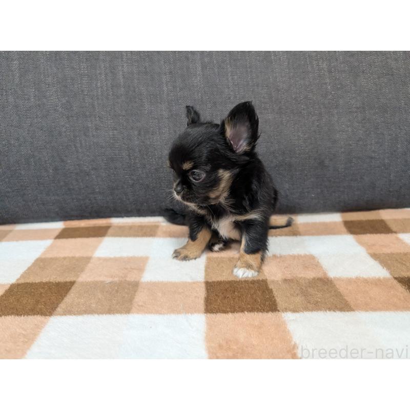 販売中の愛知県のチワワ(ロングコート)-419170の17枚目