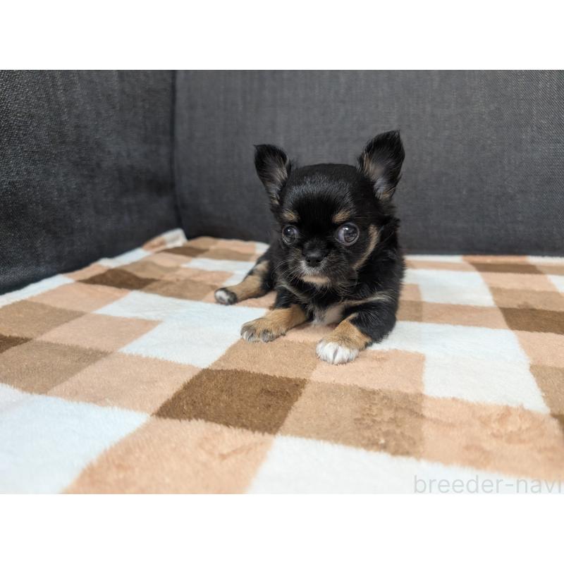 販売中の愛知県のチワワ(ロングコート)-419170の16枚目