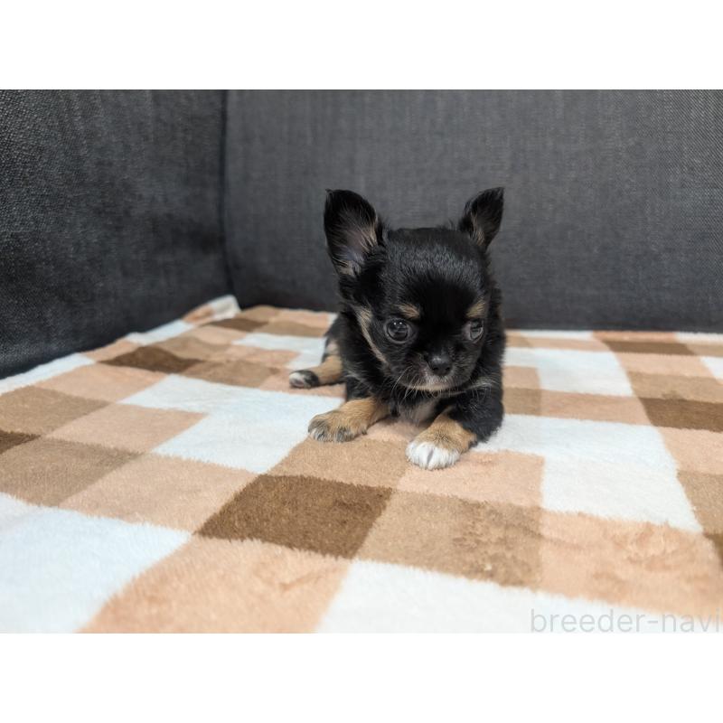 販売中の愛知県のチワワ(ロングコート)-419170の15枚目