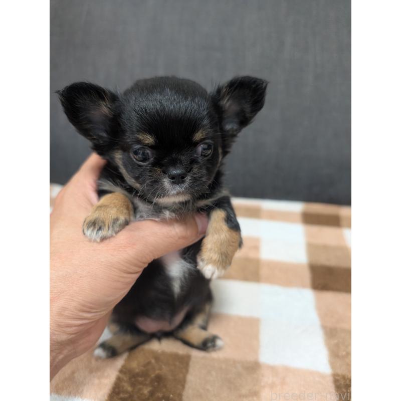 販売中の愛知県のチワワ(ロングコート)-419170の14枚目