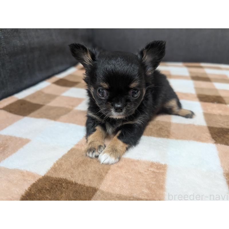 販売中の愛知県のチワワ(ロングコート)-419170の13枚目