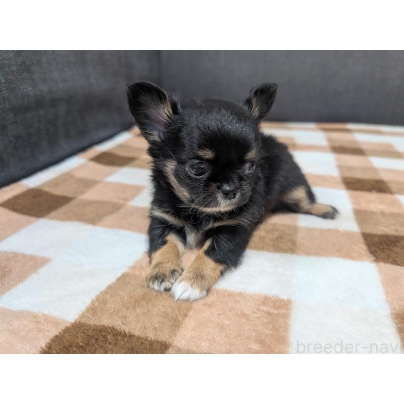 販売中の愛知県のチワワ(ロングコート)-419170の12枚目