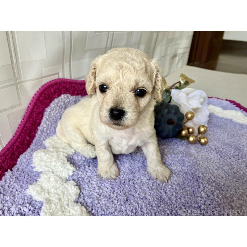 販売中の福岡県のミックス犬-420351の9枚目