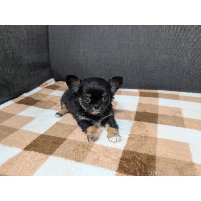 販売中の愛知県のチワワ(ロングコート)-419170の11枚目