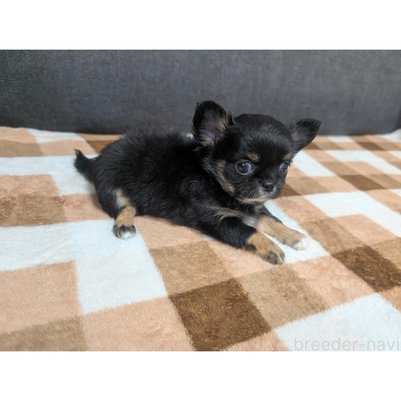 販売中の愛知県のチワワ(ロングコート)-419170の10枚目