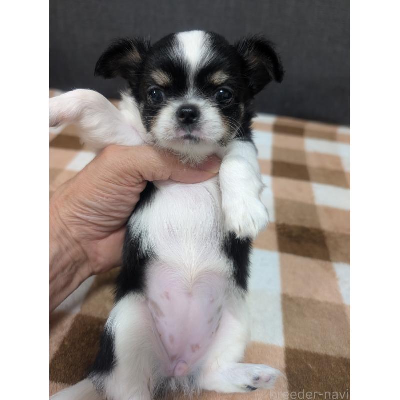 成約済の愛知県のチワワ(ロングコート)-419169の38枚目