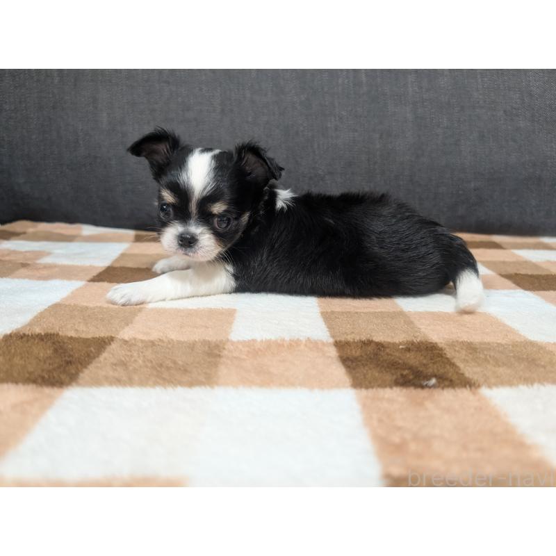 成約済の愛知県のチワワ(ロングコート)-419169の37枚目