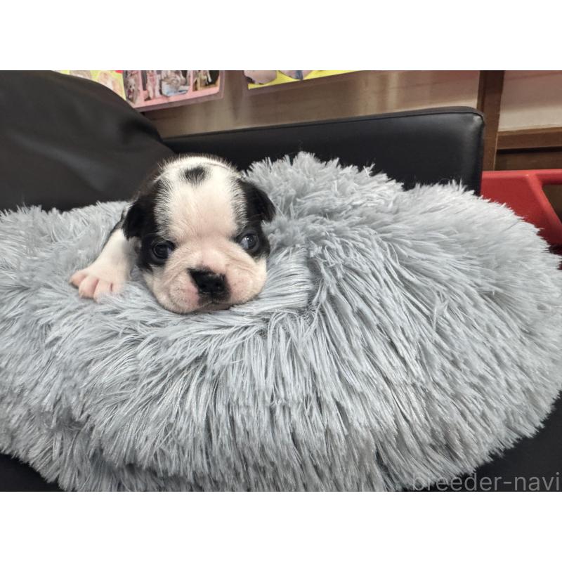 販売中の岐阜県のボストンテリア-417743の11枚目