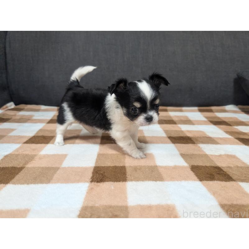 成約済の愛知県のチワワ(ロングコート)-419169の34枚目