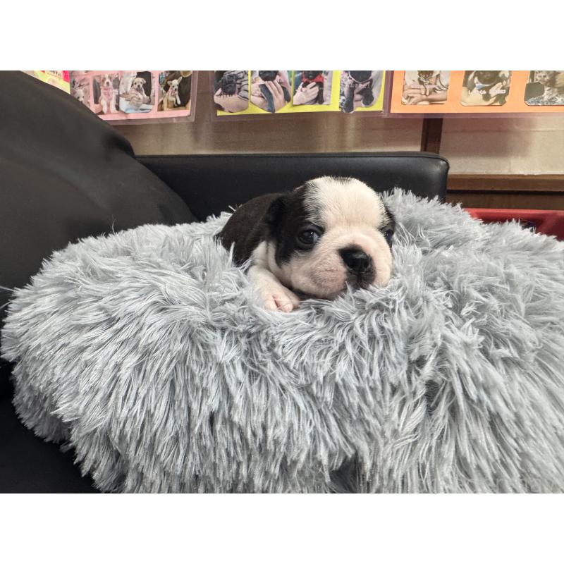 販売中の岐阜県のボストンテリア-417743の10枚目