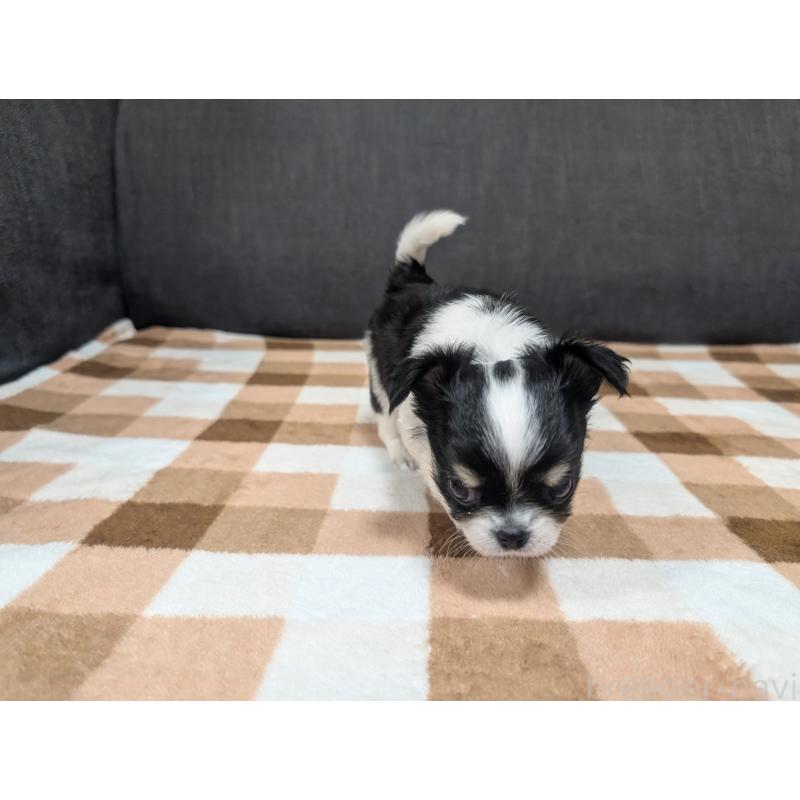 成約済の愛知県のチワワ(ロングコート)-419169の33枚目