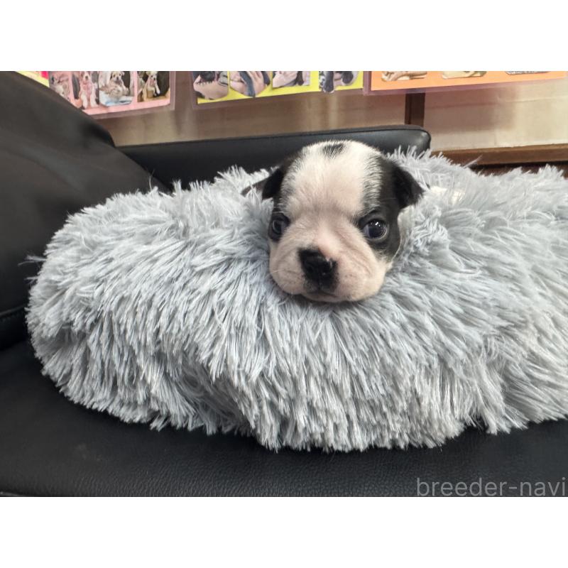 販売中の岐阜県のボストンテリア-417743の9枚目