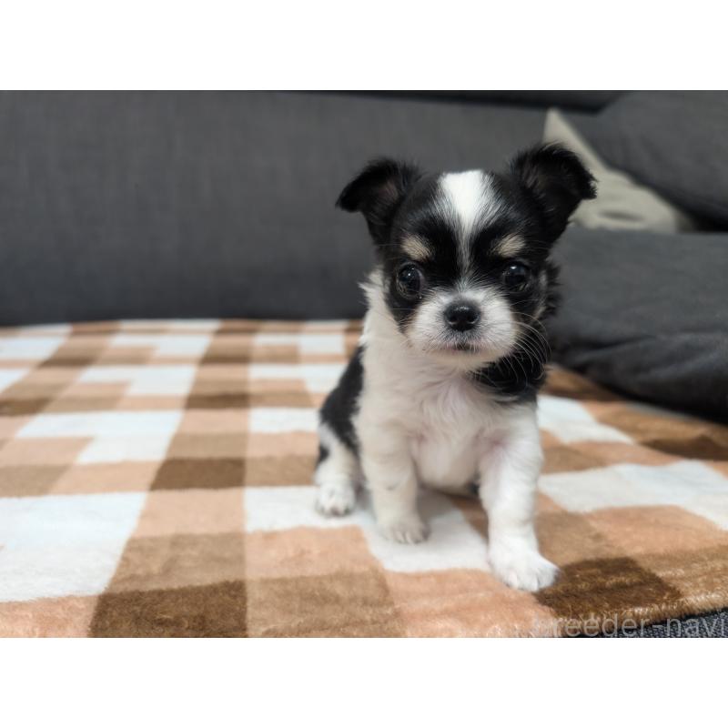 成約済の愛知県のチワワ(ロングコート)-419169の28枚目