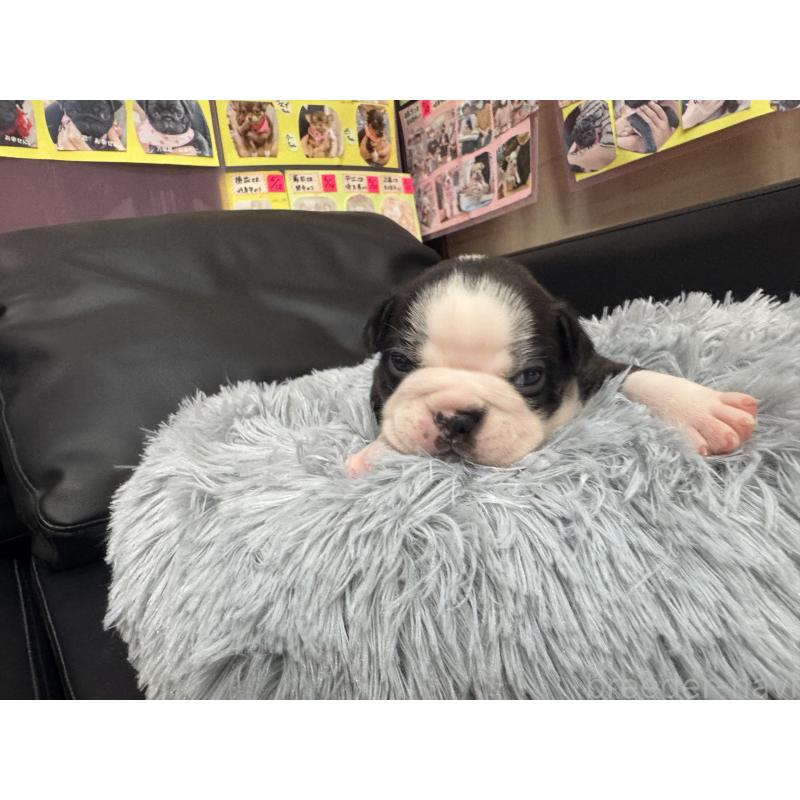 販売中の岐阜県のボストンテリア-417745の12枚目