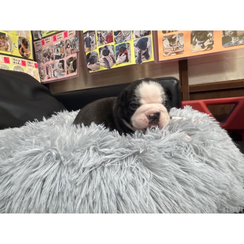 販売中の岐阜県のボストンテリア-417745の11枚目