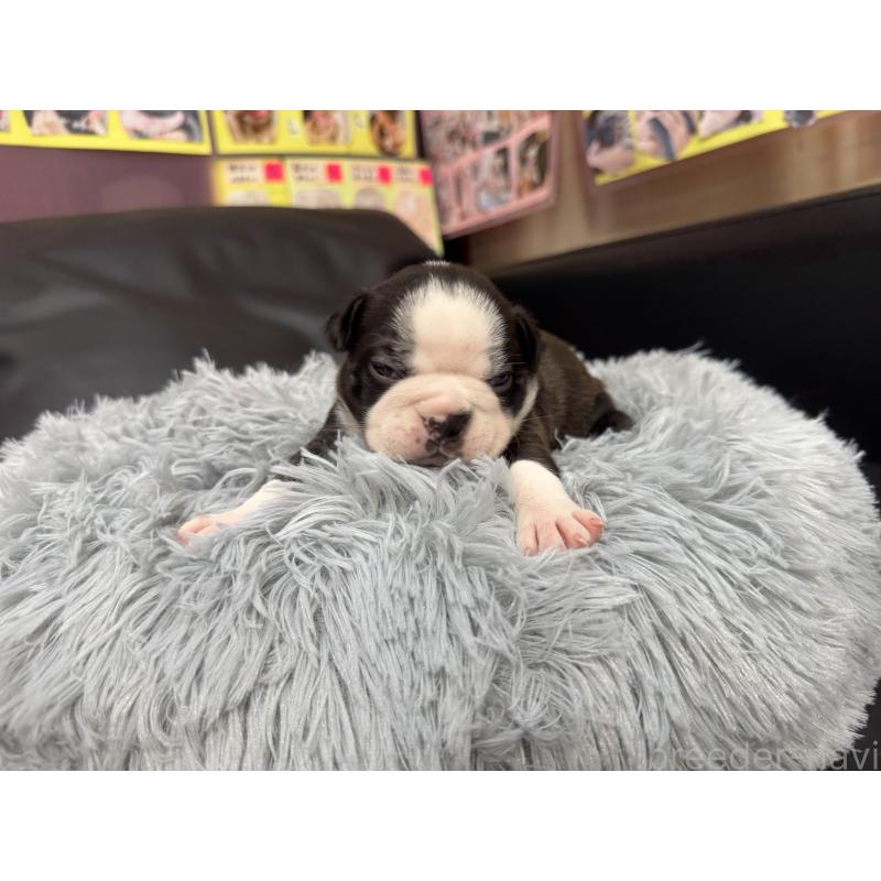 販売中の岐阜県のボストンテリア-417745の10枚目