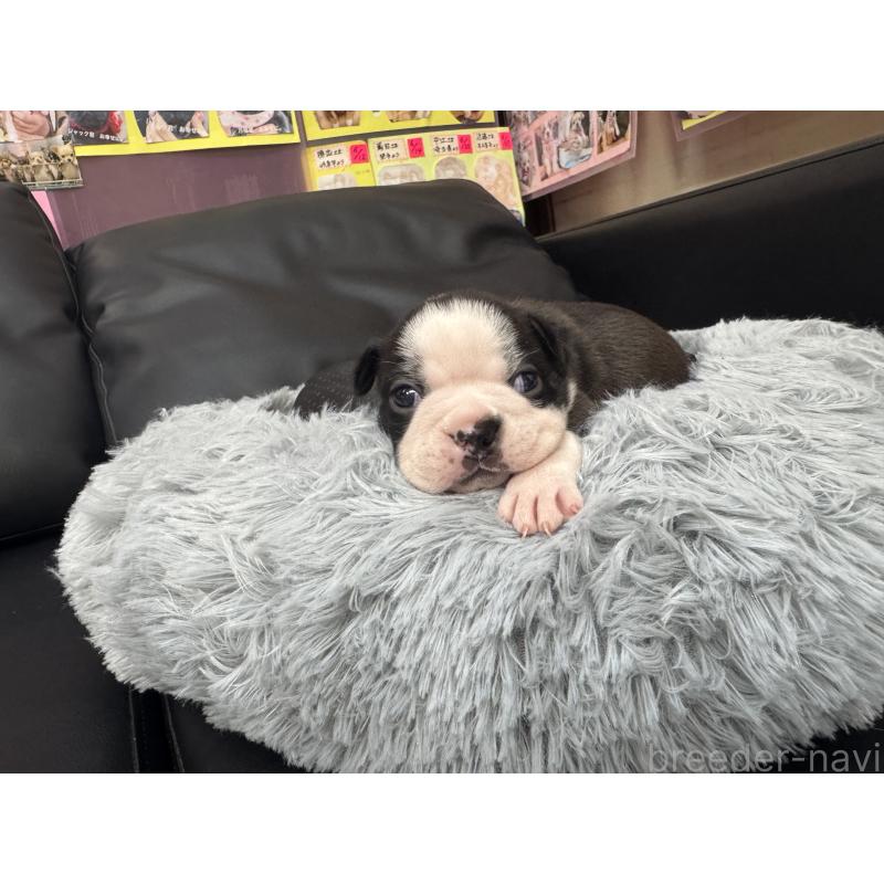 販売中の岐阜県のボストンテリア-417745の9枚目