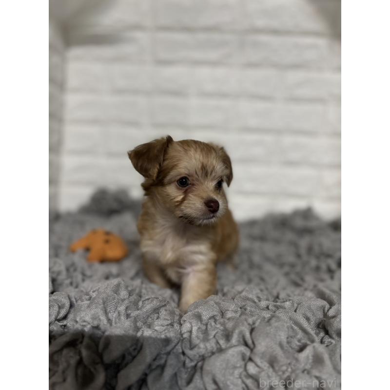 販売中の岡山県のミックス犬-420353の8枚目