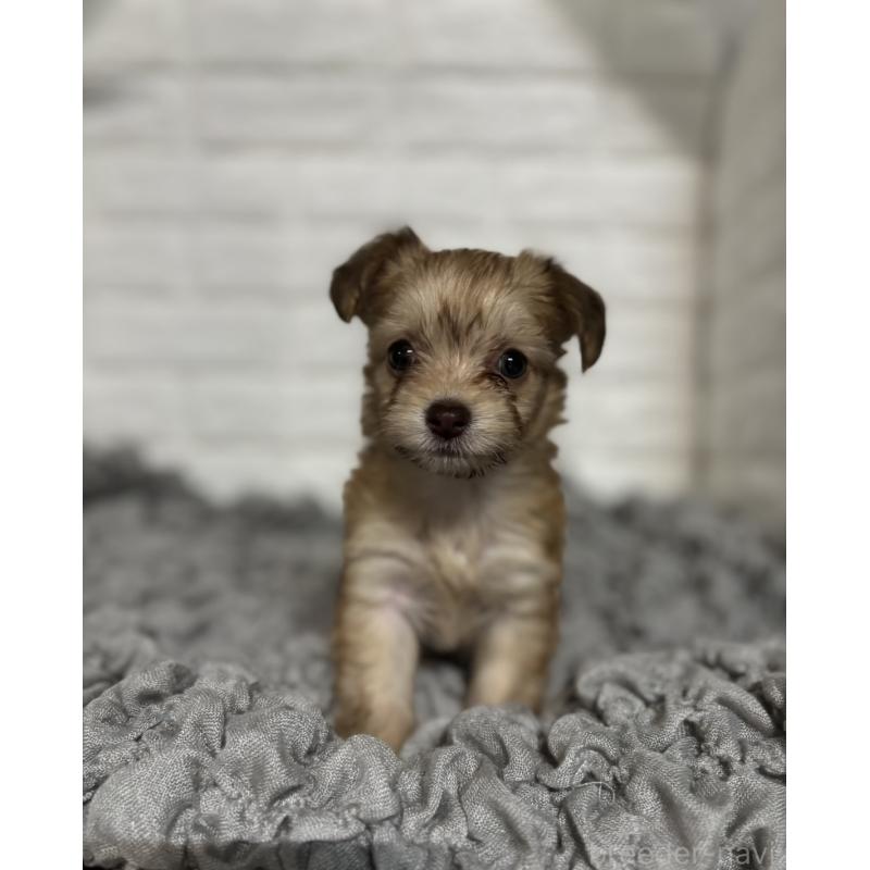 販売中の岡山県のミックス犬-420353の7枚目