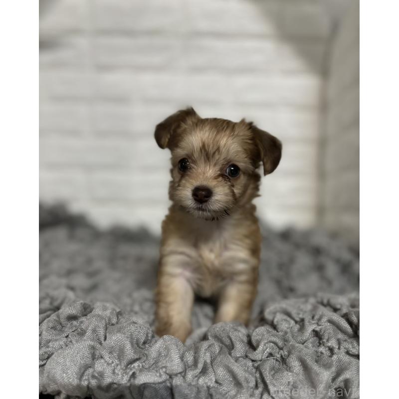 販売中の岡山県のミックス犬-420353の6枚目