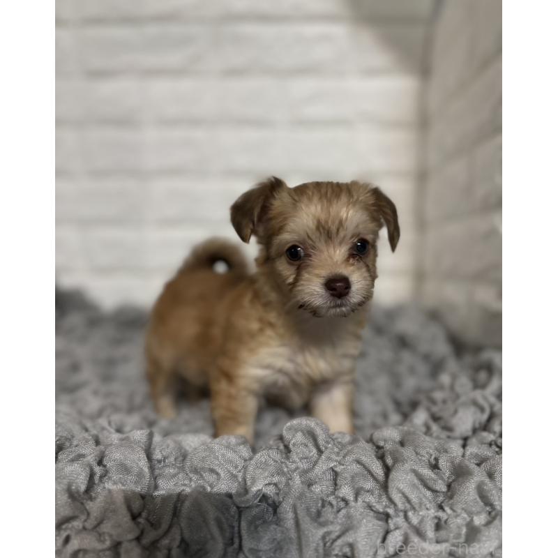 販売中の岡山県のミックス犬-420353の5枚目