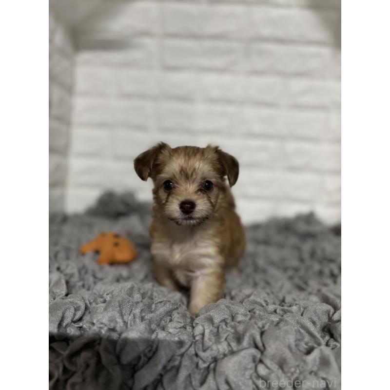 販売中の岡山県のミックス犬-420353の4枚目