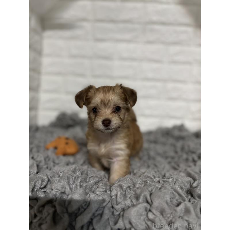 販売中の岡山県のミックス犬-420353の3枚目