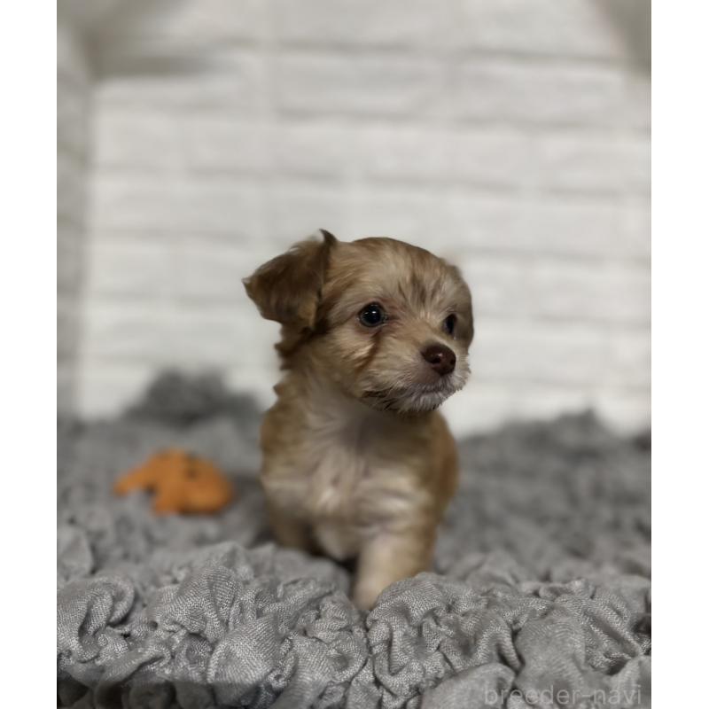 販売中の岡山県のミックス犬-420353の2枚目