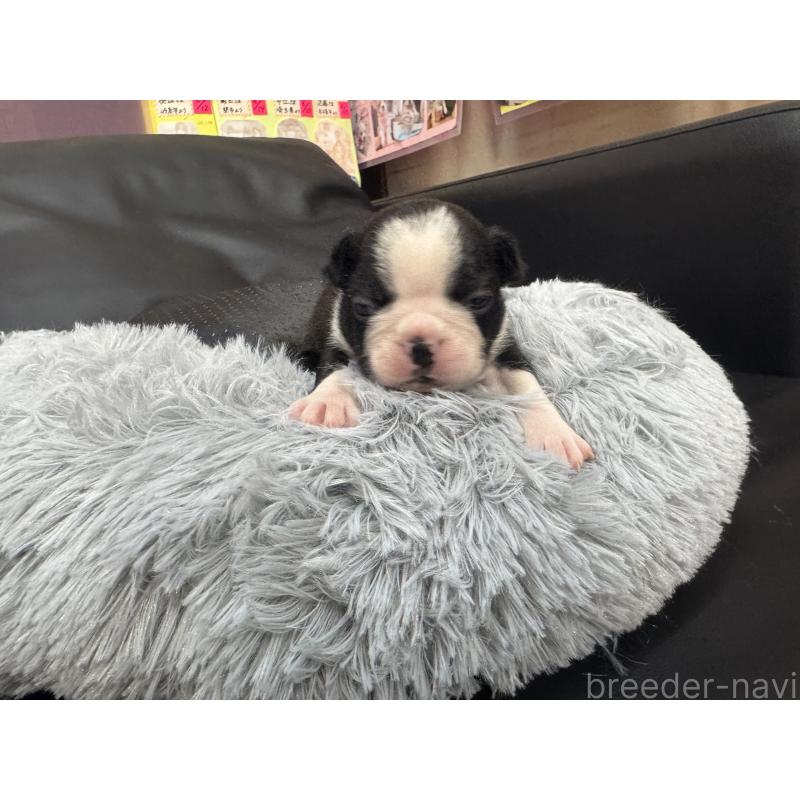 販売中の岐阜県のボストンテリア-417746の10枚目