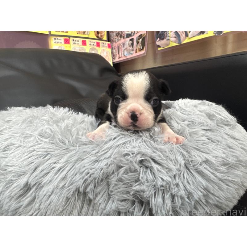 販売中の岐阜県のボストンテリア-417746の9枚目