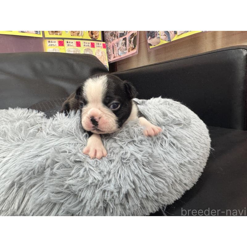 販売中の岐阜県のボストンテリア-417746の8枚目