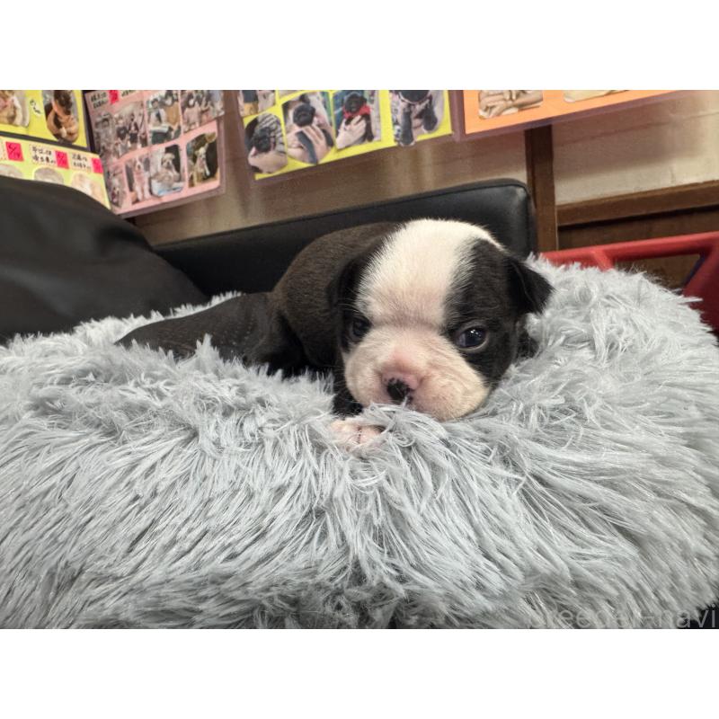 販売中の岐阜県のボストンテリア-417747の13枚目