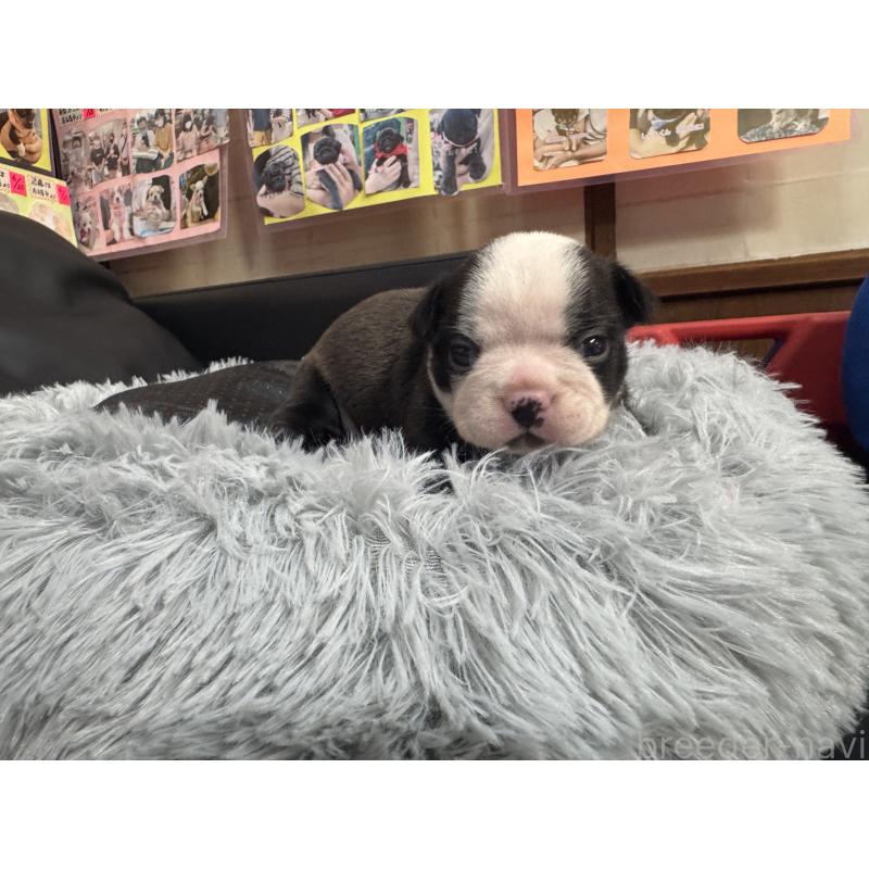 販売中の岐阜県のボストンテリア-417747の12枚目