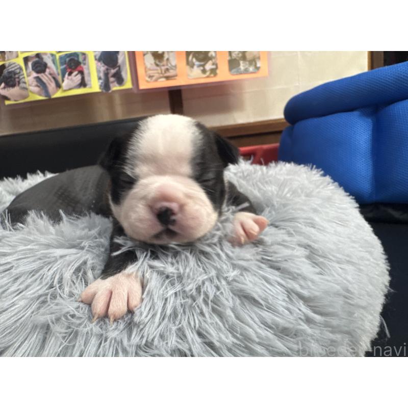 販売中の岐阜県のボストンテリア-417747の11枚目