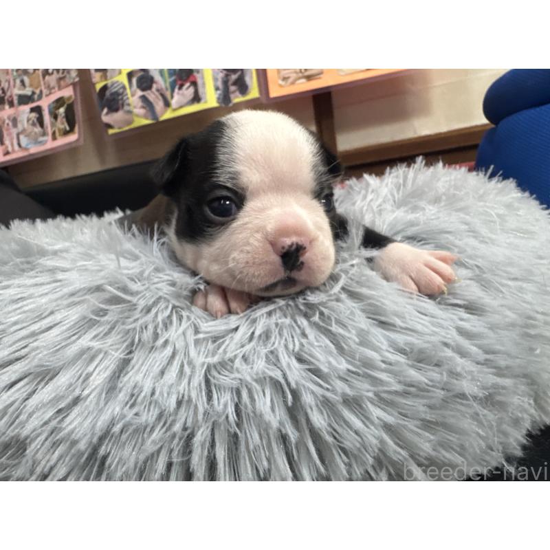 販売中の岐阜県のボストンテリア-417747の10枚目