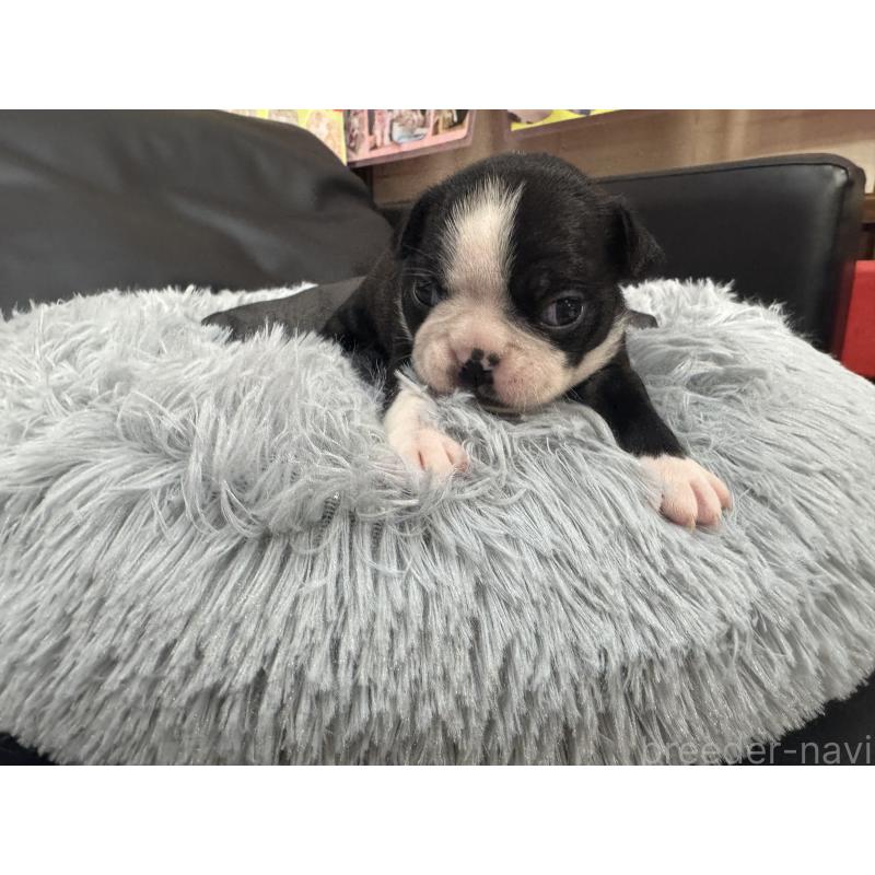 商談中の岐阜県のボストンテリア-417749の13枚目