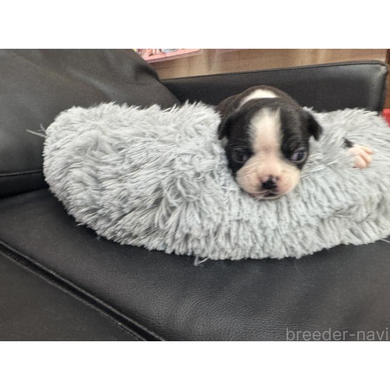 商談中の岐阜県のボストンテリア-417749の12枚目