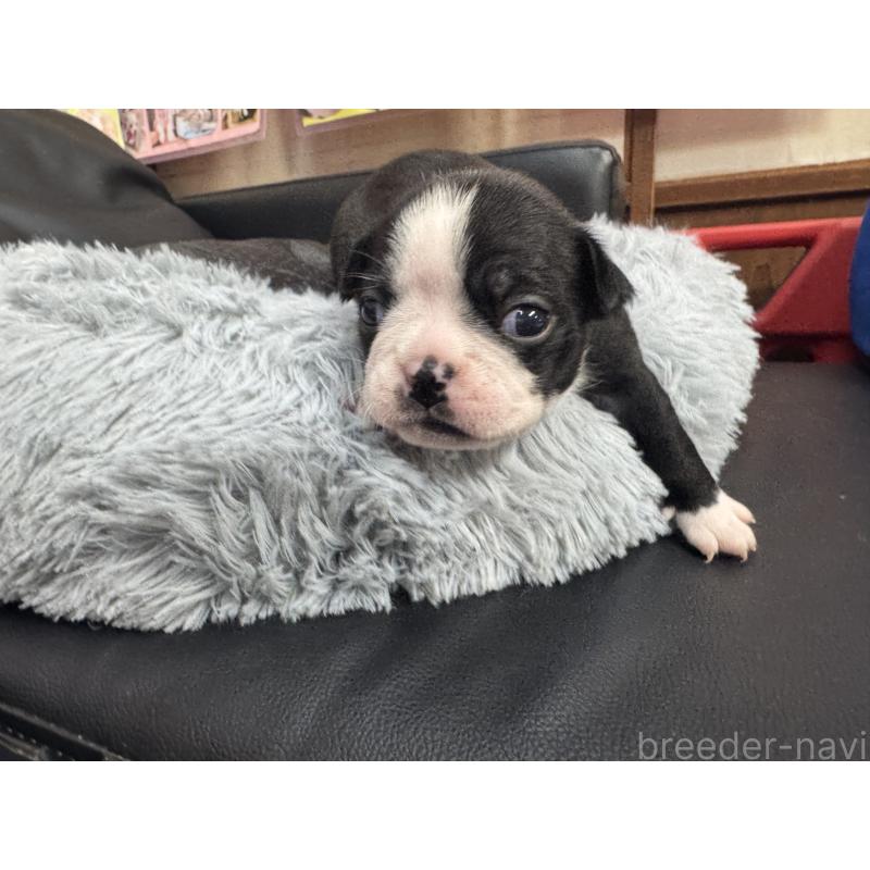 商談中の岐阜県のボストンテリア-417749の11枚目