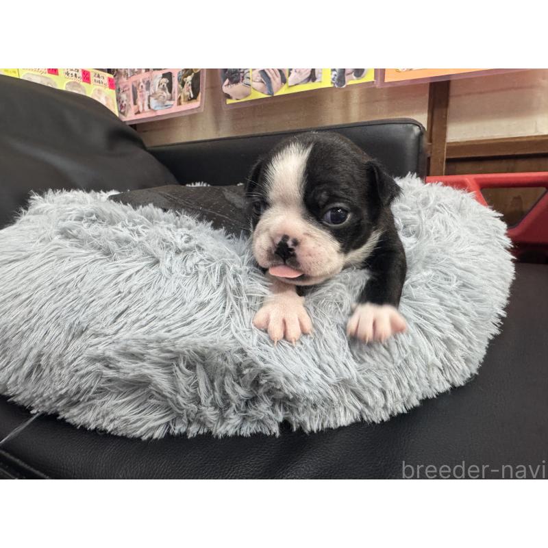 商談中の岐阜県のボストンテリア-417749の10枚目