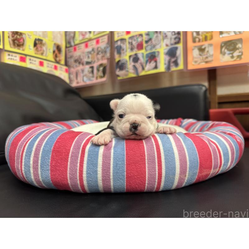 販売中の岐阜県のボストンテリア-417750の11枚目