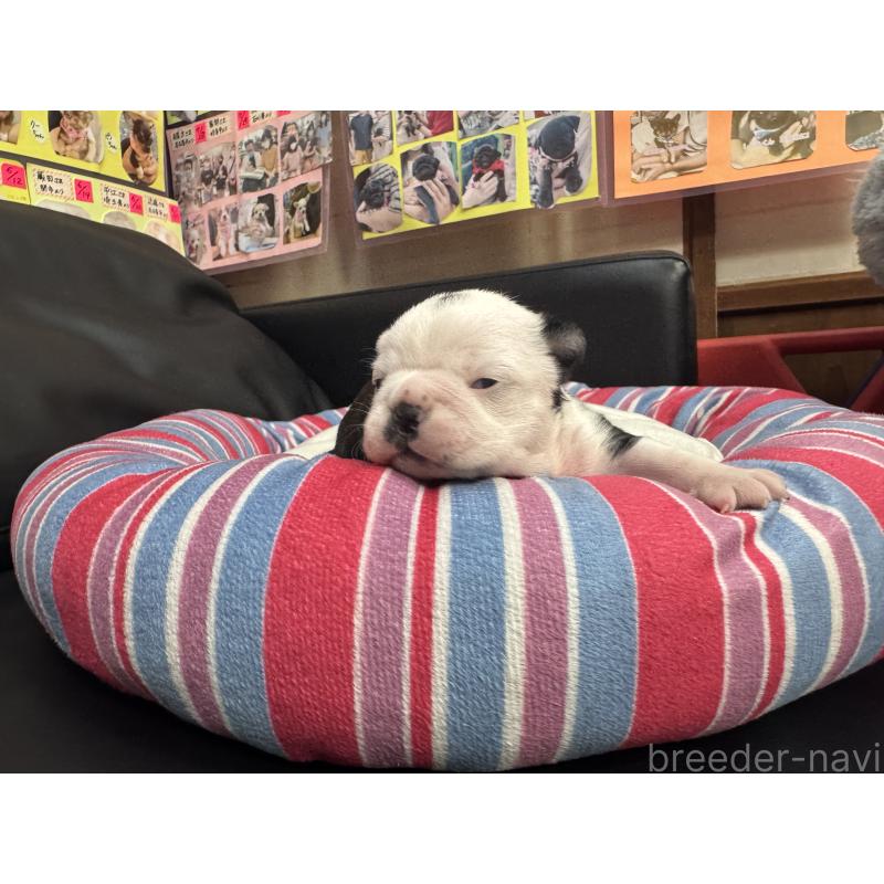 販売中の岐阜県のボストンテリア-417750の10枚目