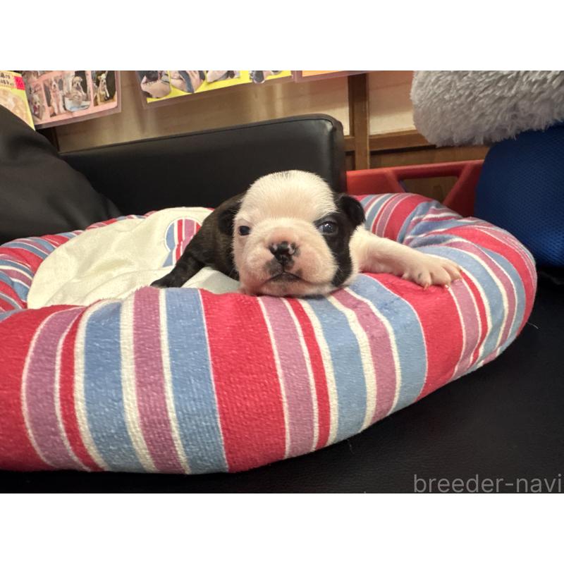 商談中の岐阜県のボストンテリア-417752の14枚目