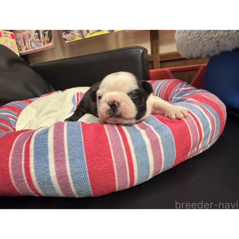 商談中の岐阜県のボストンテリア-417752の13枚目