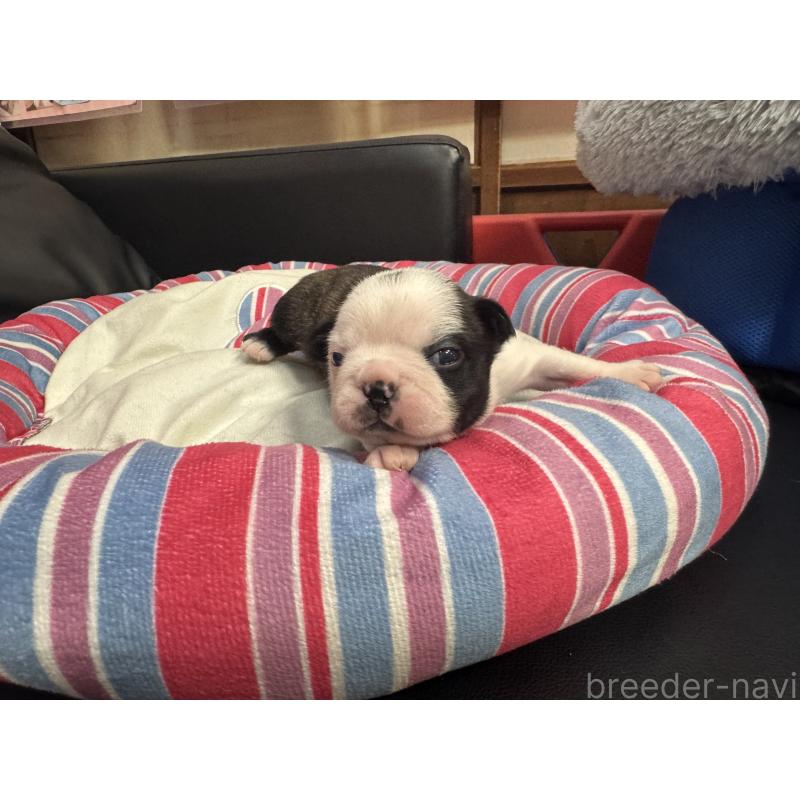 商談中の岐阜県のボストンテリア-417752の12枚目