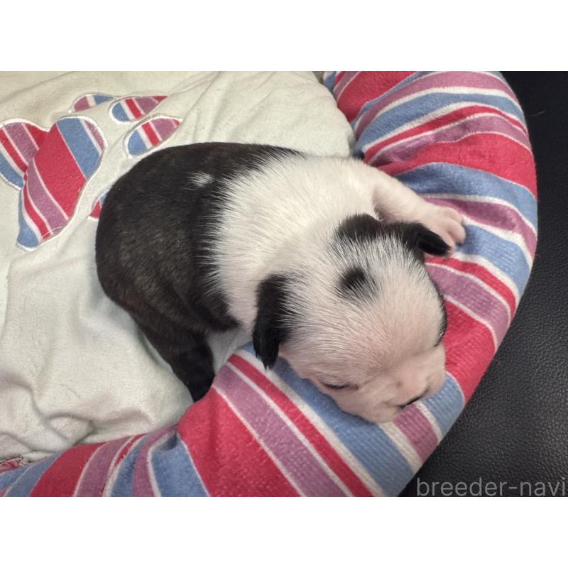 商談中の岐阜県のボストンテリア-417752の11枚目