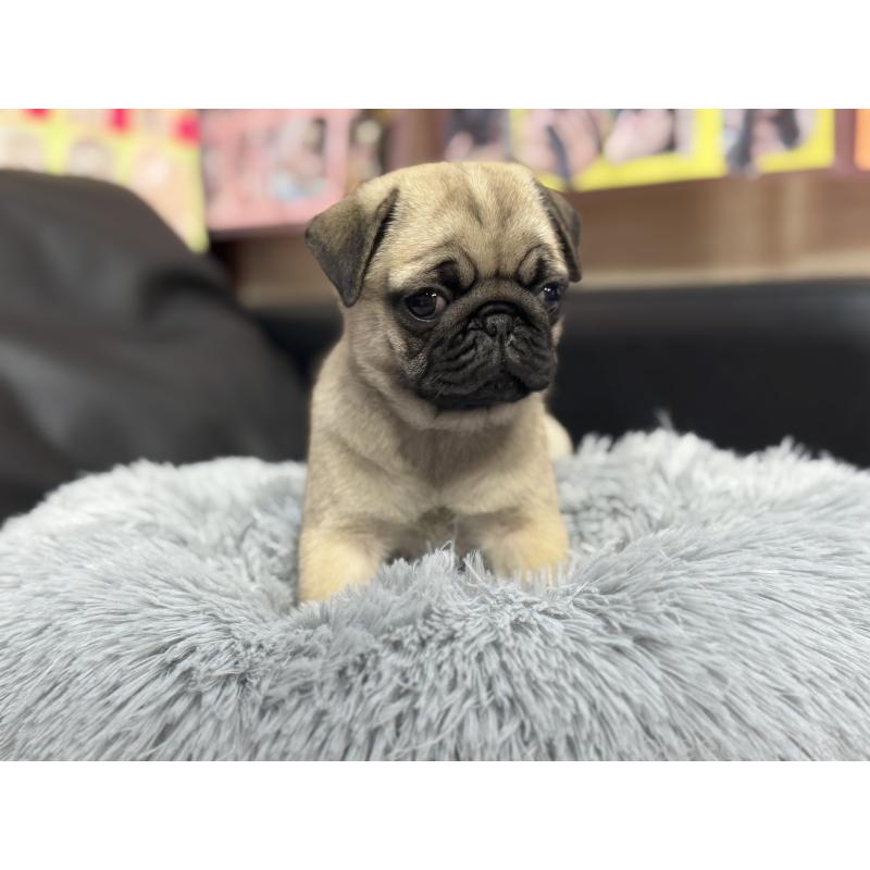 成約済の岐阜県のパグ-414505の5枚目