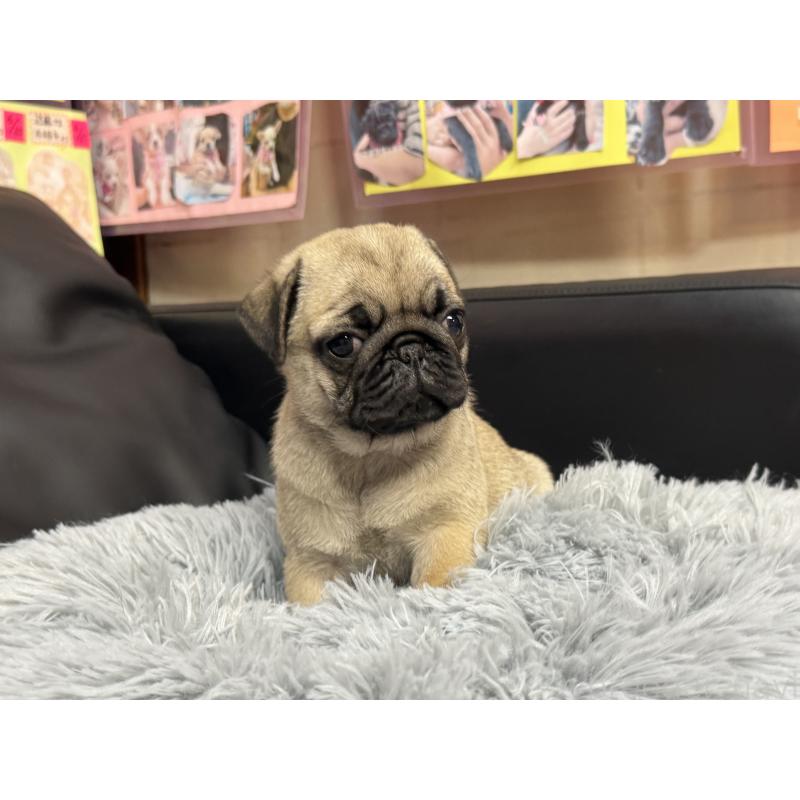 成約済の岐阜県のパグ-414505の4枚目