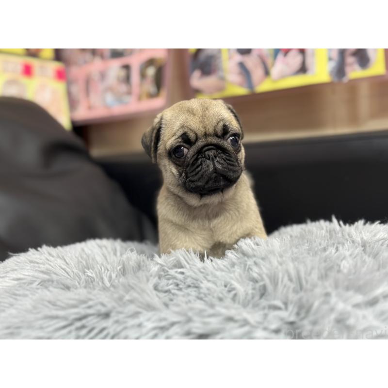 成約済の岐阜県のパグ-414505の3枚目