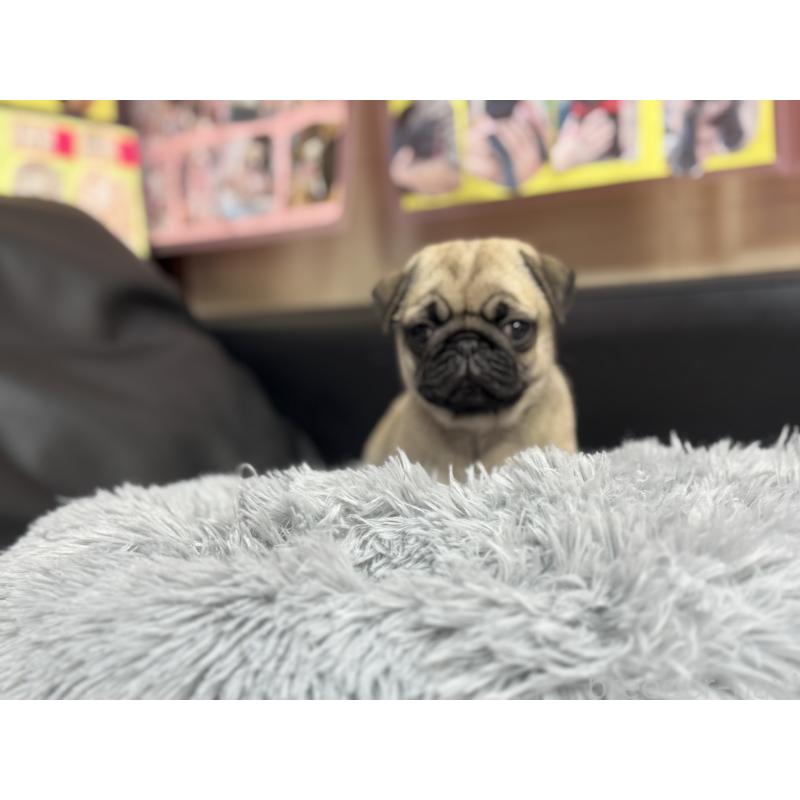 成約済の岐阜県のパグ-414505の2枚目